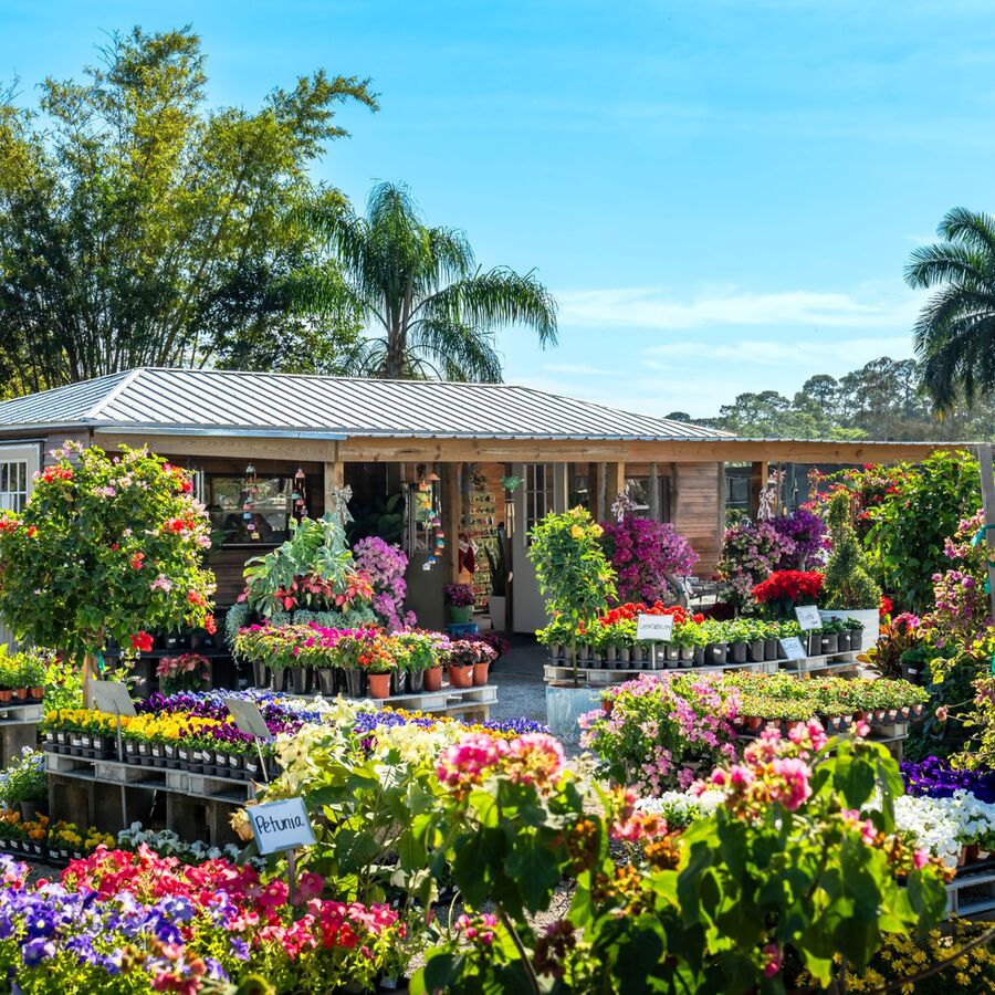 Flowering Plants &amp;amp;amp;amp;amp;amp;amp;amp;amp;amp; Trees