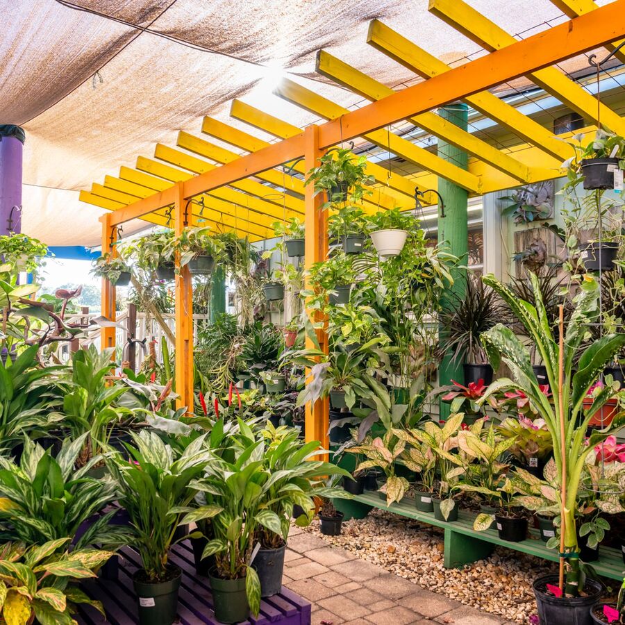 Tropical Shade Plants Palm Beach Gardens/ Loxahatchee FL 