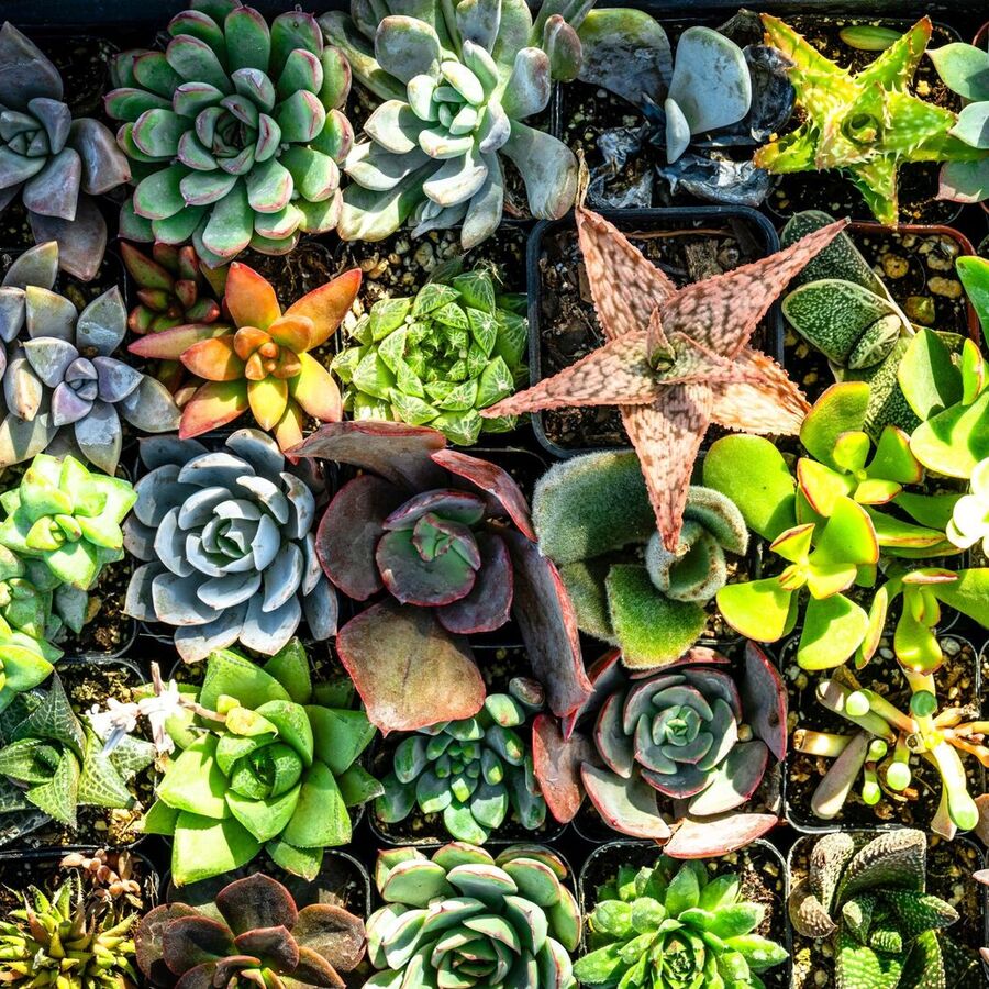 Cactus &amp;amp;amp;amp;amp;amp; Succulents A One Stop Garden Sh