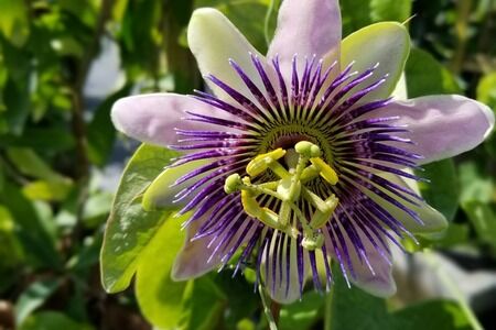 Flowering Plants & Trees