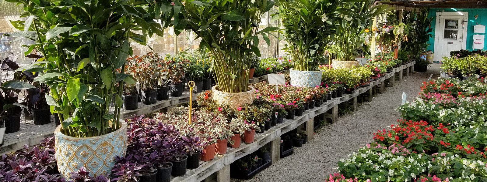 Plants & Flowers